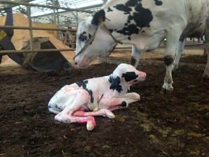 産まれたばかりの赤ちゃん牛