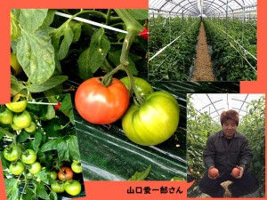 栽培中のトマト